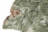 Polished Stromatolite (Baicalia) Slab - Australia #208189-2